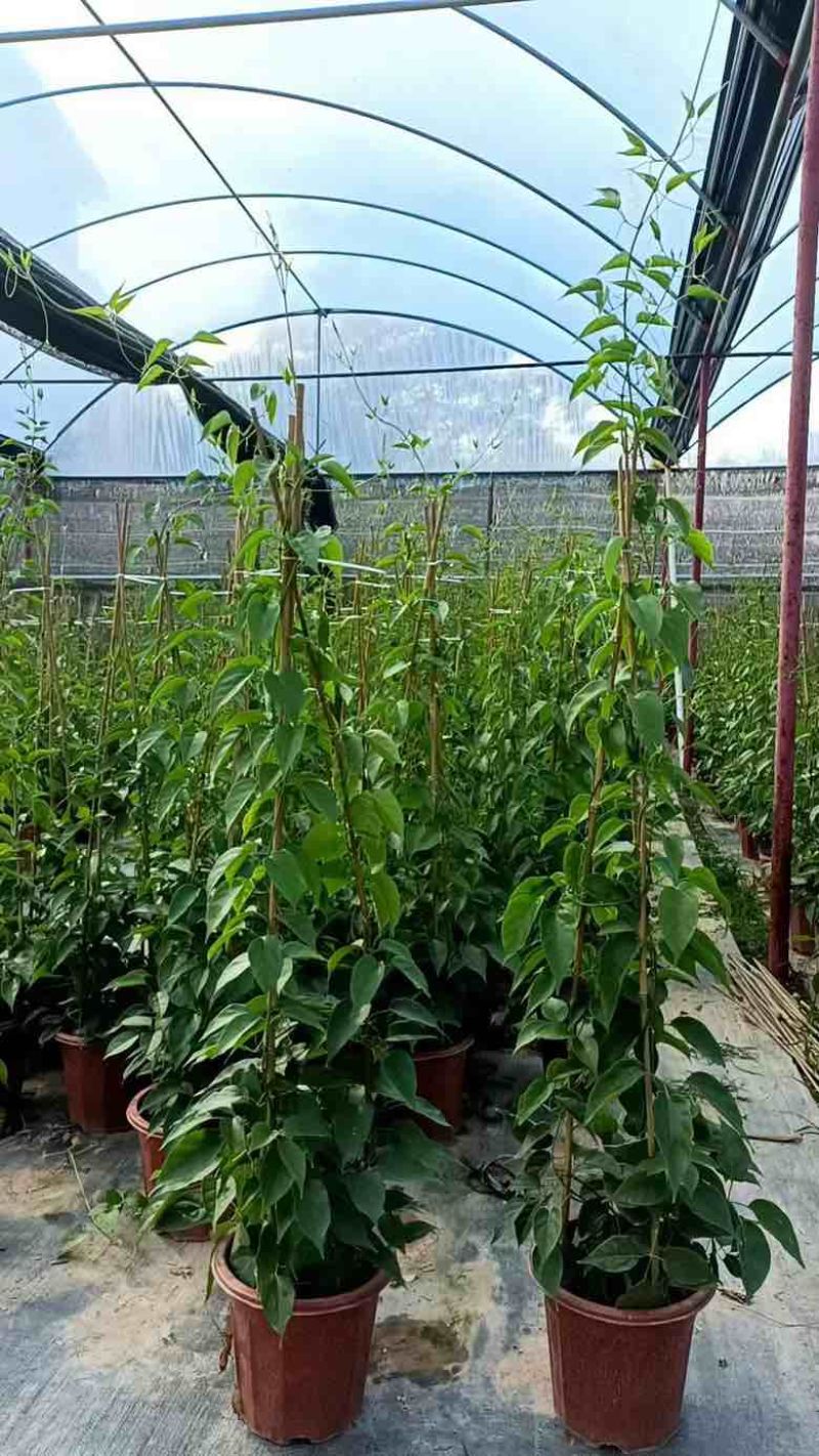 炮仗花20-200高，3斤袋，7斤袋，十斤袋，盆苗，大量出售