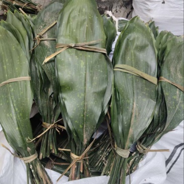 云南昭通市大关县自己家种的粽叶