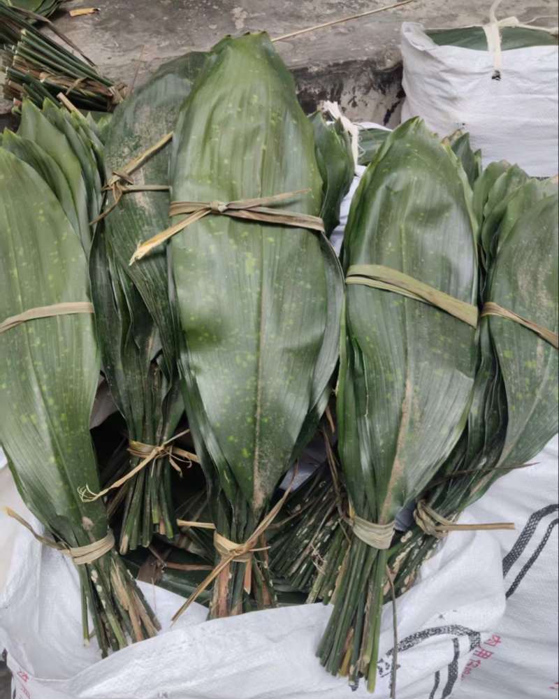 云南昭通市大关县自己家种的粽叶