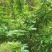 四川高山湿青花椒