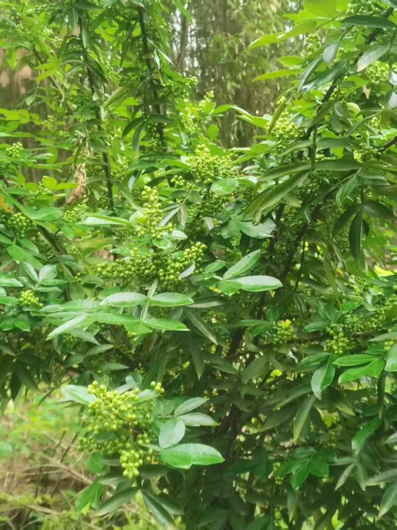 四川高山湿青花椒