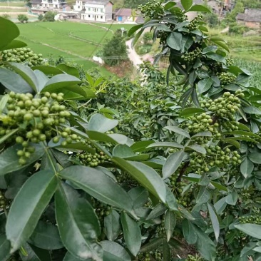 四川高山湿青花椒