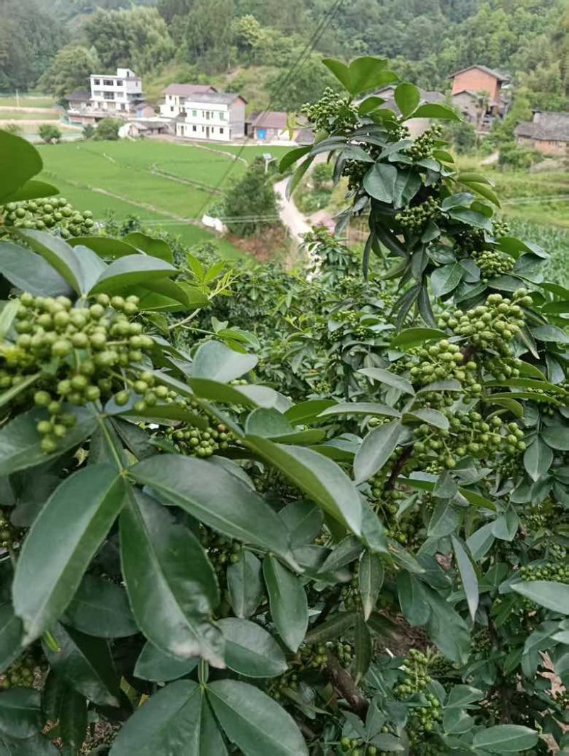 四川高山湿青花椒