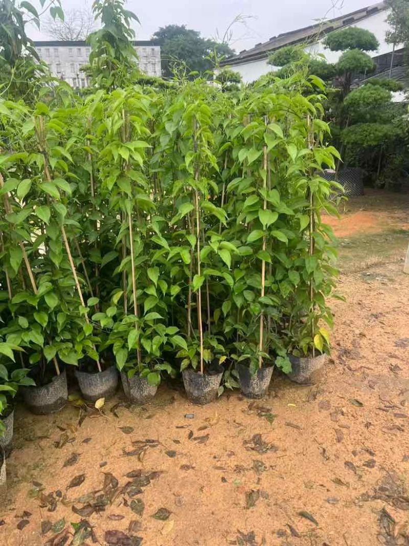 炮仗花20-200高，基地直销，一手货源，大量低价出售