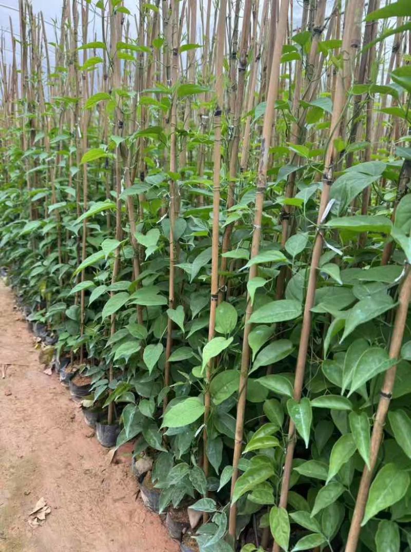 炮仗花20-200高，基地直销，一手货源，大量低价出售