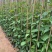 炮仗花20-200高，基地直销，一手货源，大量低价出售