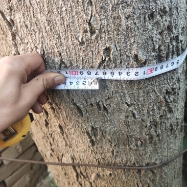 礼泉县附近有没有人要两颗，要的联系我