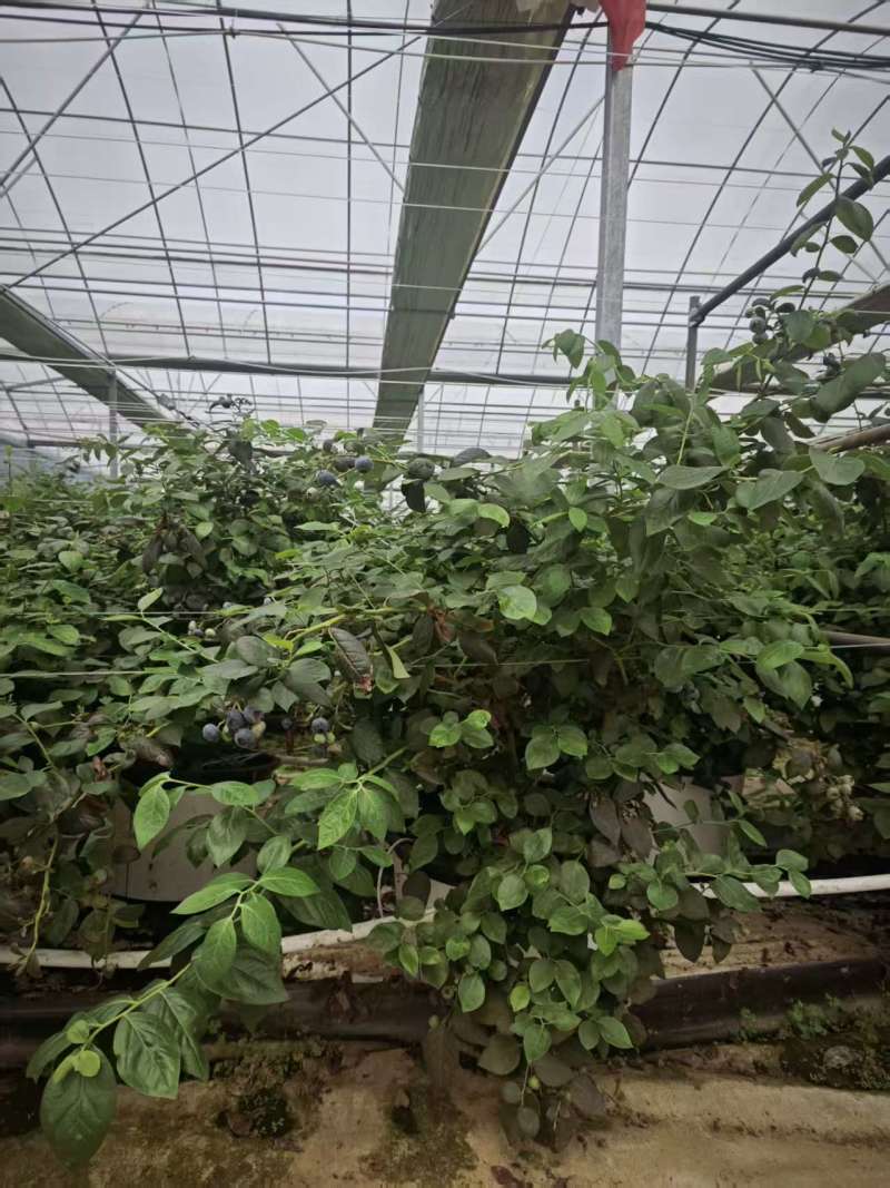 两年苗龄，西班牙42号和法新两个品种各9000颗（带盆）