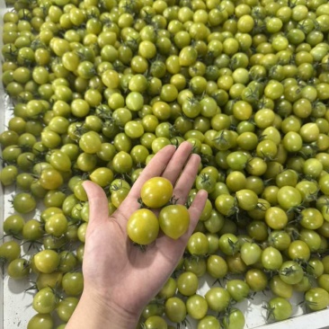 青甜二号小番茄