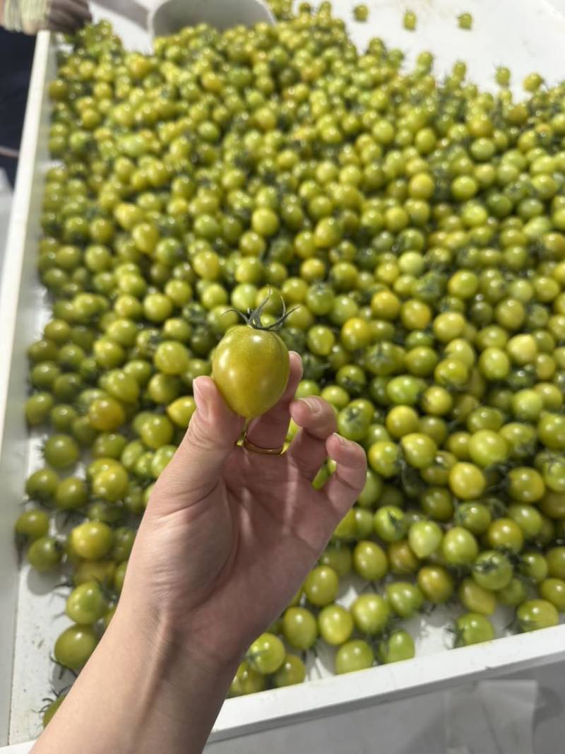 青甜二号小番茄