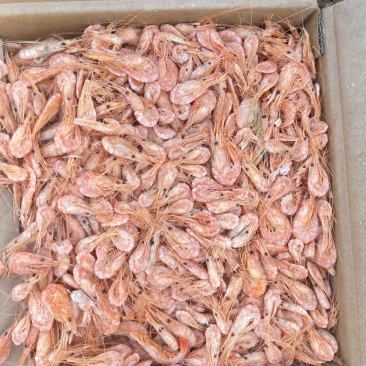 磷虾