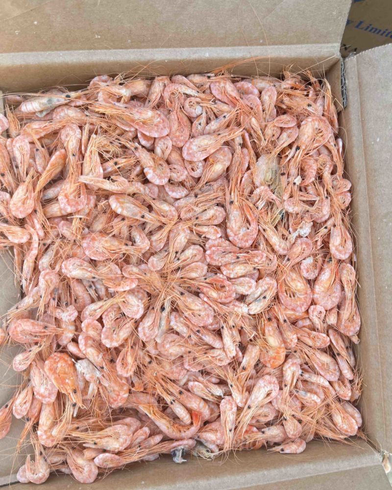 磷虾