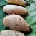 土蜂蜜
