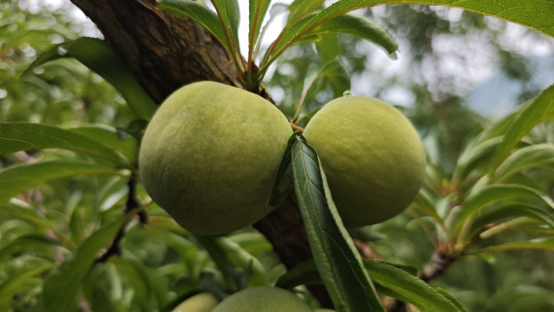蜂糖李规格齐全