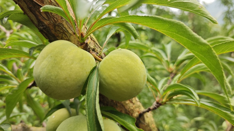 蜂糖李规格齐全