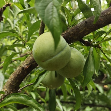 蜂糖李规格齐全