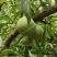 蜂糖李规格齐全