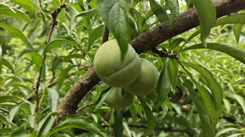 蜂糖李规格齐全