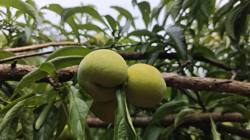 蜂糖李规格齐全