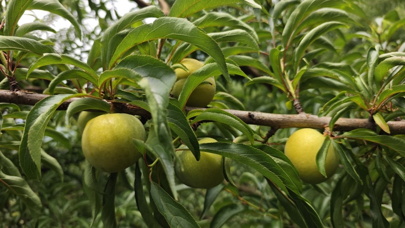 蜂糖李规格齐全