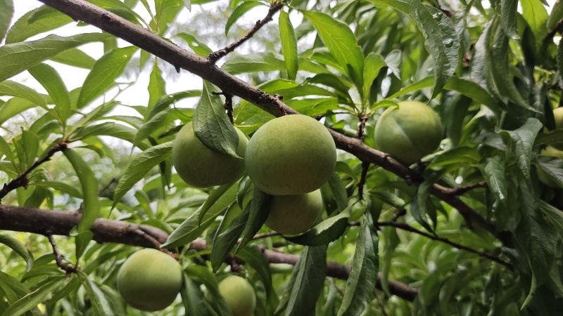 蜂糖李规格齐全