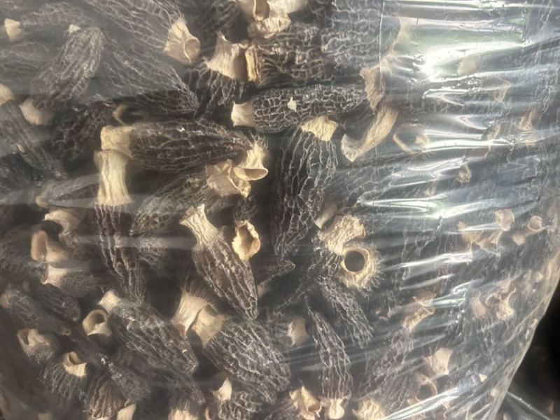 干货羊肚菌