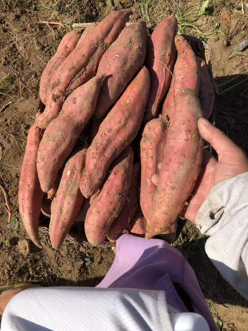 西瓜红蜜薯