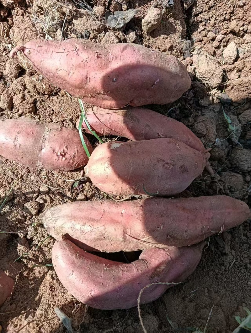 西瓜红蜜薯