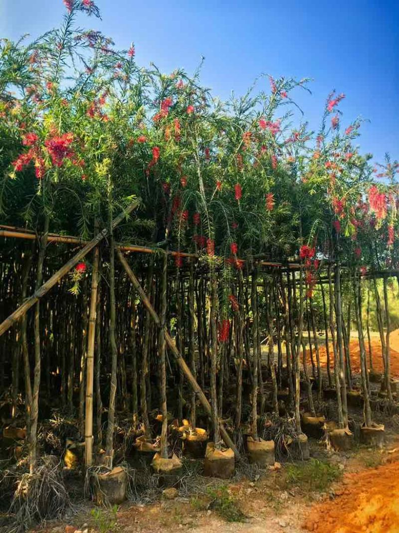 红千层（串钱柳）3-15分，基地直销，一手货源，大量低价出售