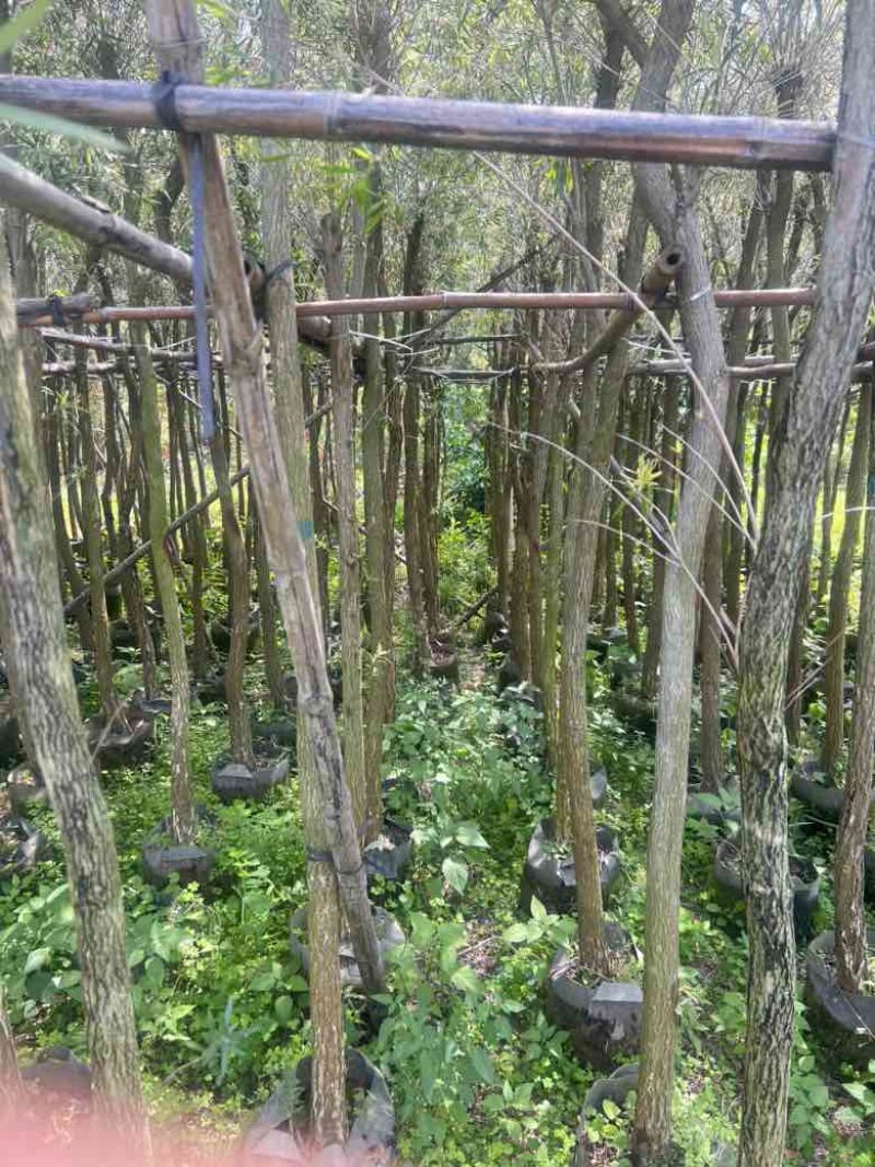 红千层（串钱柳）3-15分，基地直销，一手货源，大量低价出售