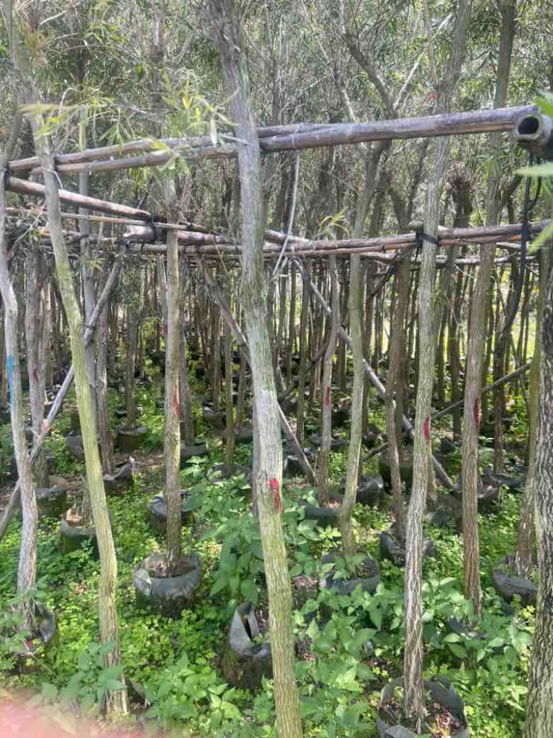 红千层（串钱柳）3-15分，基地直销，一手货源，大量低价出售