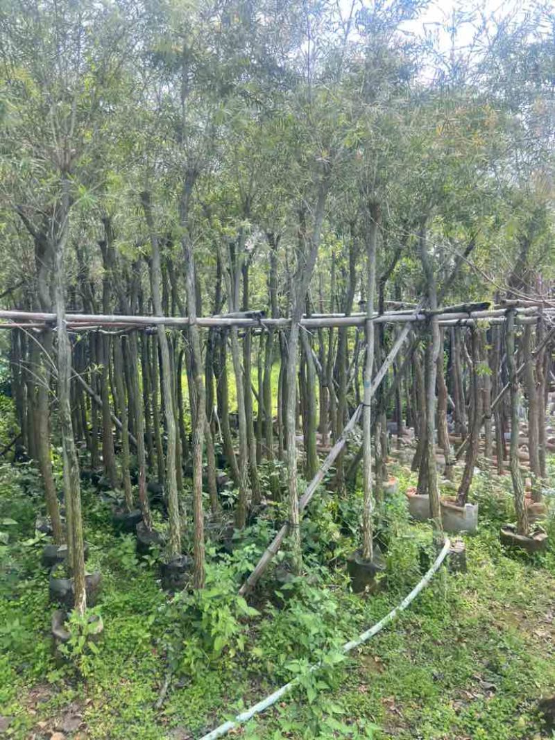 红千层（串钱柳）3-15分，基地直销，一手货源，大量低价出售