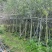 红千层（串钱柳）3-15分，基地直销，一手货源，大量低价出售