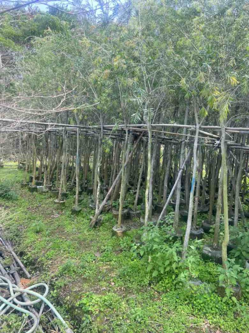 红千层（串钱柳）3-15分，基地直销，一手货源，大量低价出售