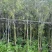 红千层（串钱柳）3-15分，基地直销，一手货源，大量低价出售