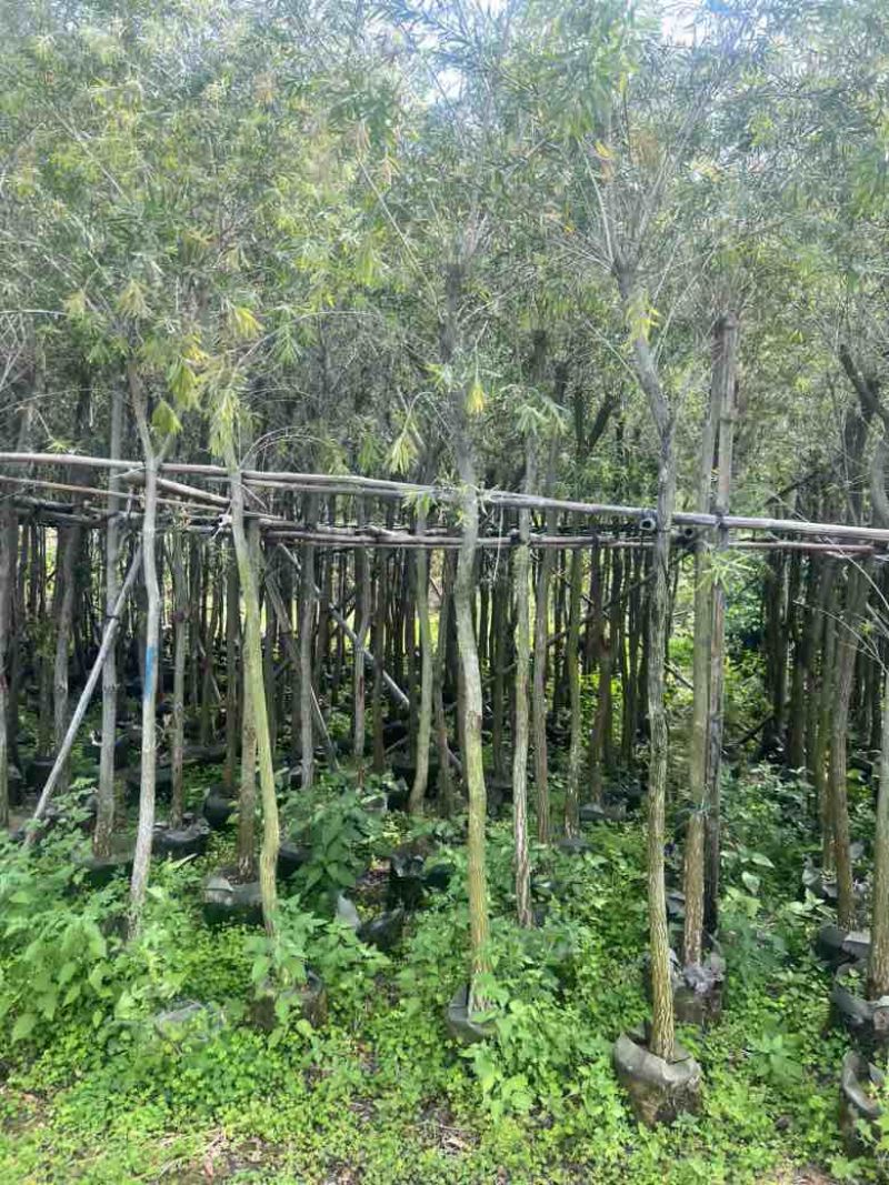 红千层（串钱柳）3-15分，基地直销，一手货源，大量低价出售