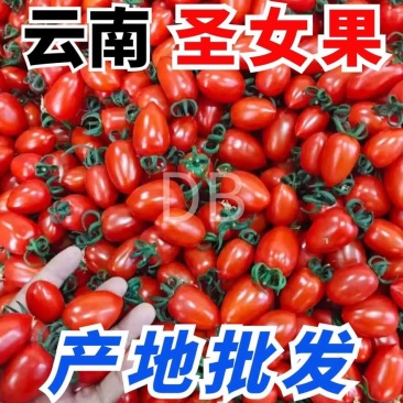 【产地直发】正宗云南圣女果当季新鲜水果小番茄整箱批发酸甜可口
