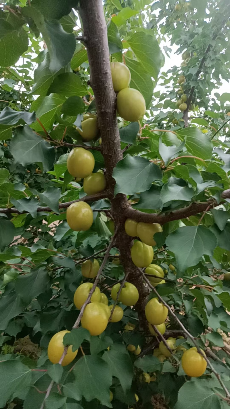 山西运城珍珠油杏