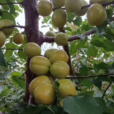 山西运城珍珠油杏
