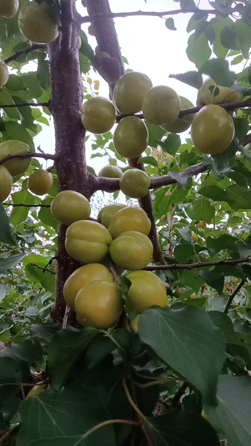 山西运城珍珠油杏