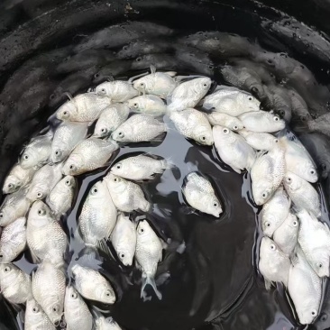 广东揭阳现货球体石膏白蝴蝶鲤127条整缸打包，短身圆体大