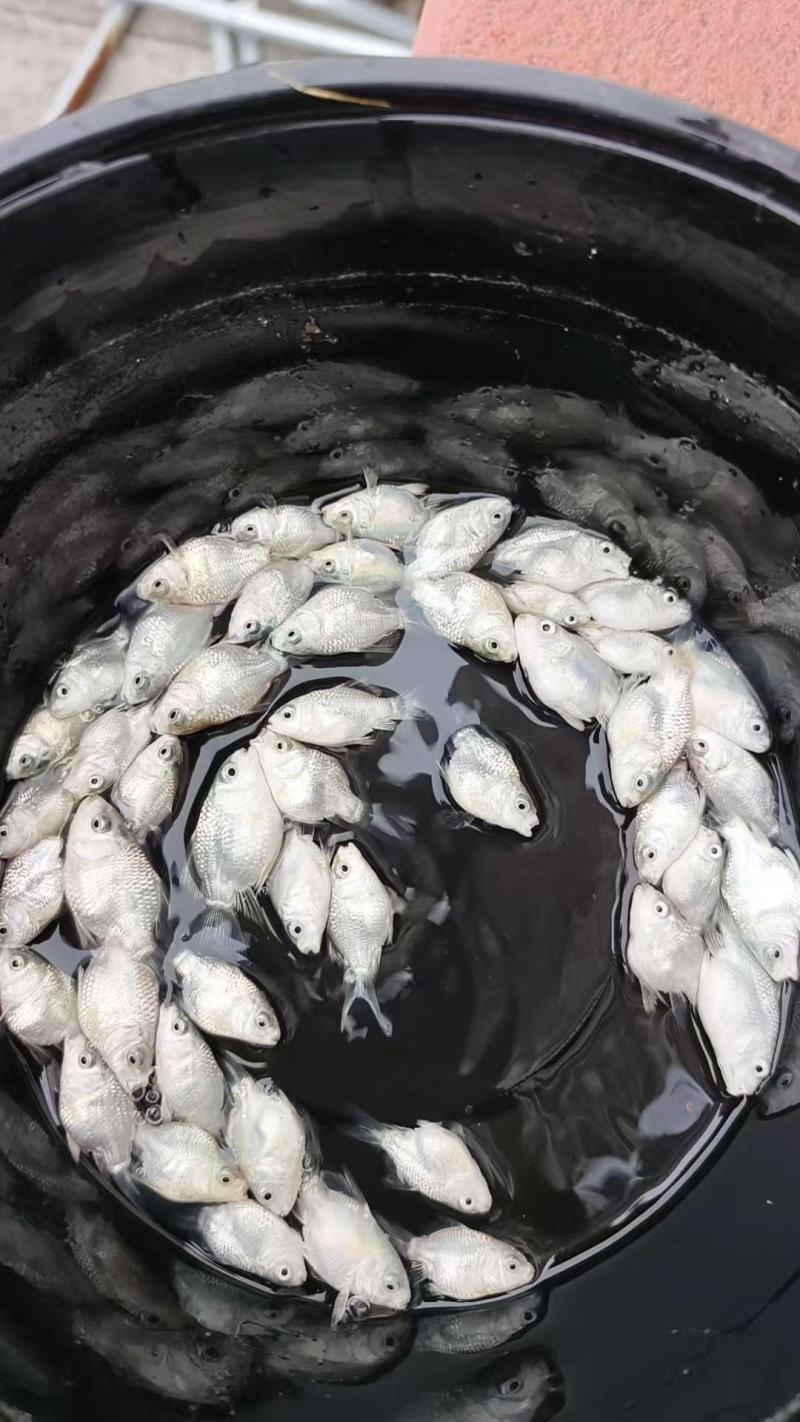 广东揭阳现货球体石膏白蝴蝶鲤127条整缸打包，短身圆体大