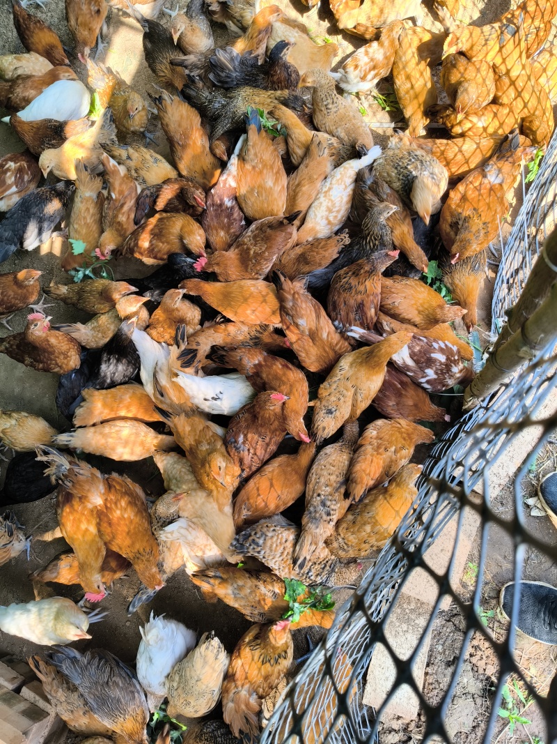 一斤多的青年鸡，麻羽绿壳蛋鸡苗，中药育雏，疫苗全