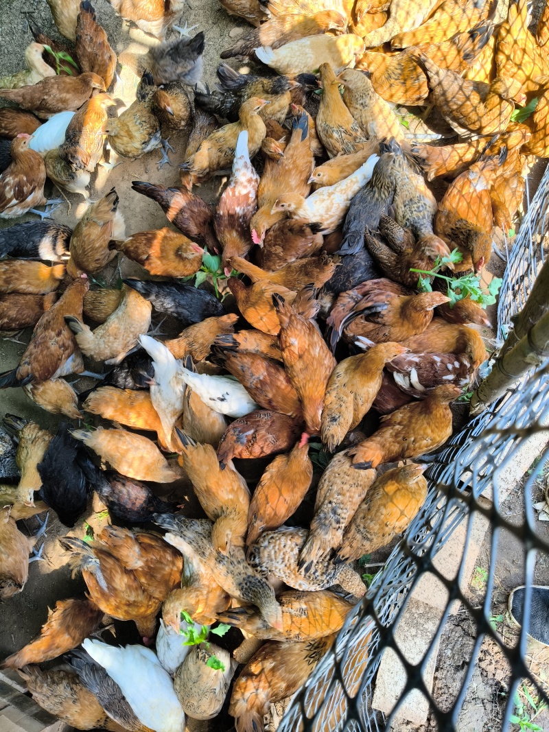 一斤多的青年鸡，麻羽绿壳蛋鸡苗，中药育雏，疫苗全