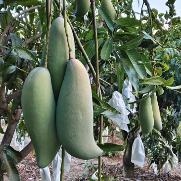 丽江芒果
