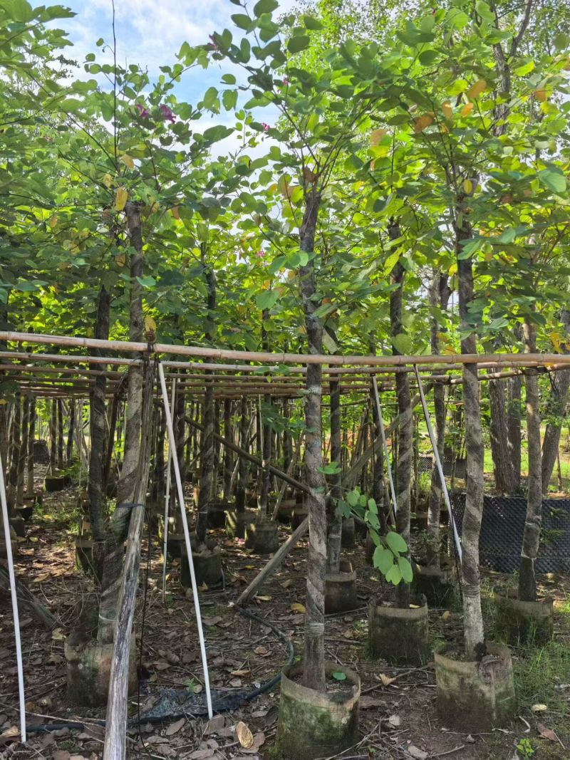 红花紫荆8-9，基地直销，低价出售