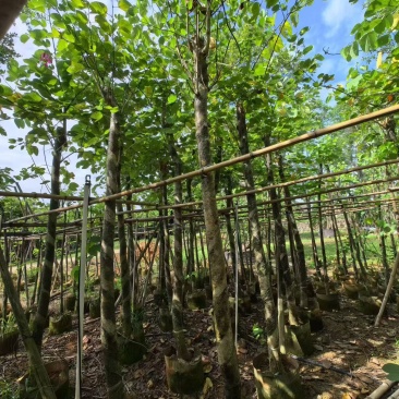 红花紫荆8-9，基地直销，低价出售