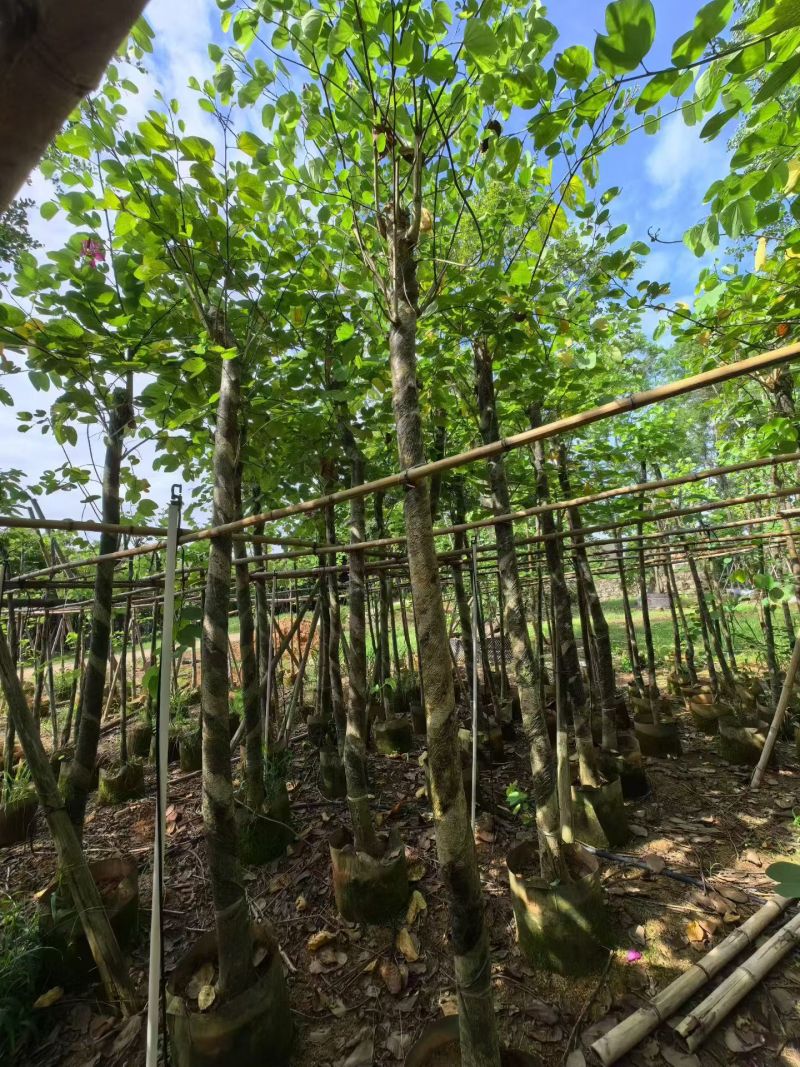 红花紫荆8-9，基地直销，低价出售