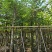 红花紫荆8-9，基地直销，低价出售