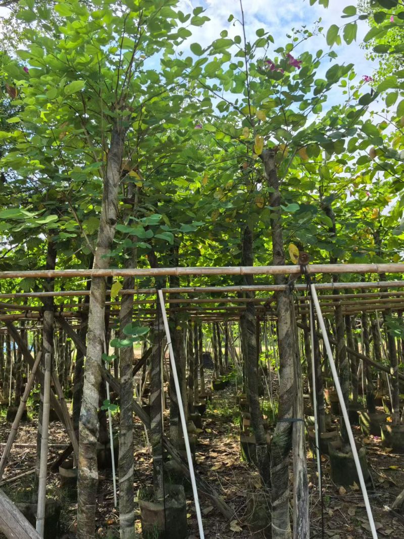 红花紫荆8-9，基地直销，低价出售